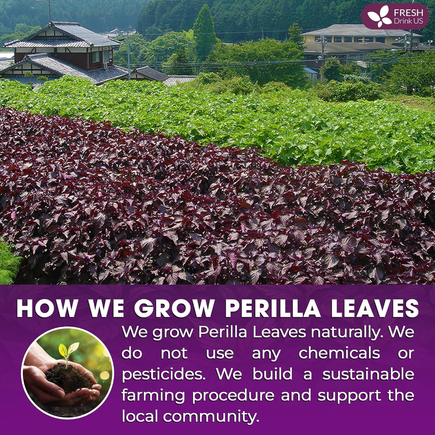 FreshDrinkUS, Premium Perilla Leaf Tea – 75 Tea Bags | 100% Pure Perilla Leaves | Caffeine-Free, Non-GMO, Natural Packaging | Herbal Tea Bags for Daily Enjoyment. Gluten-Free. Sugar-Free. Vegan